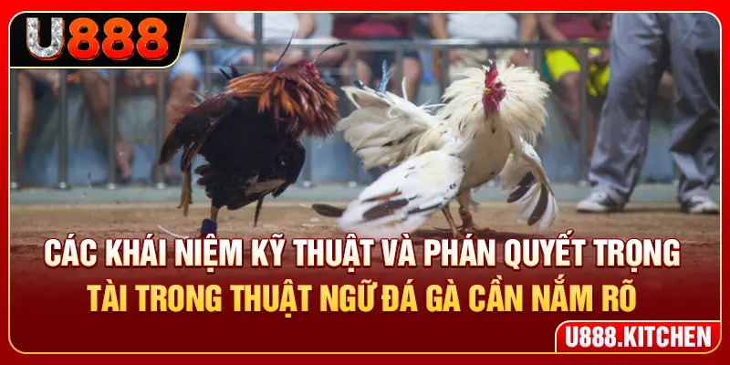 Các khái niệm kỹ thuật và phán quyết trọng tài trong thuật ngữ đá gà cần nắm rõ