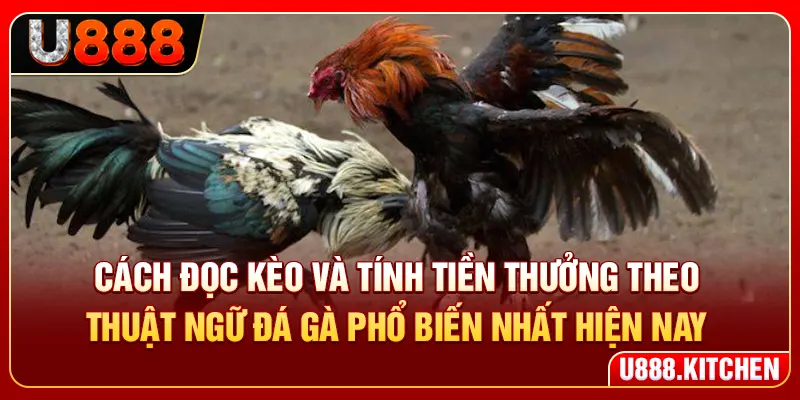 Cách đọc kèo và tính tiền thưởng theo thuật ngữ đá gà phổ biến nhất hiện nay