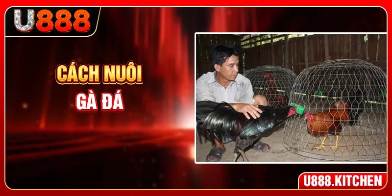 Cách Nuôi Gà Đá - 3 Giai Đoạn Dinh Dưỡng Quan Trọng Nhất