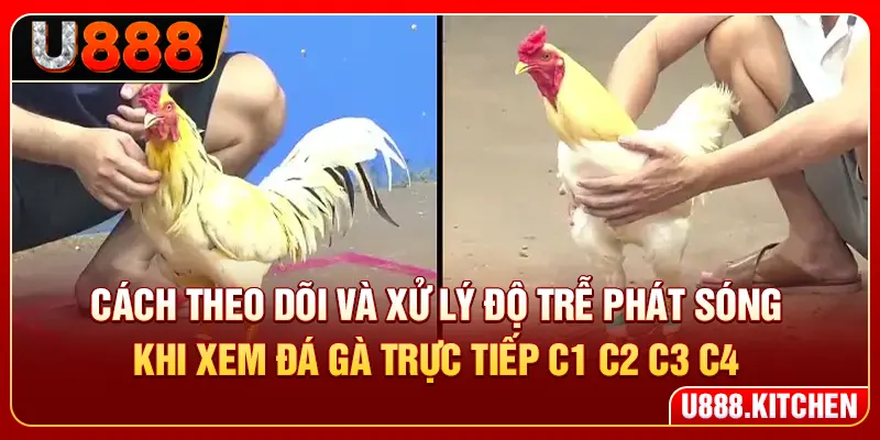 Cách theo dõi và xử lý độ trễ phát sóng khi xem đá gà trực tiếp C1 C2 C3 C4