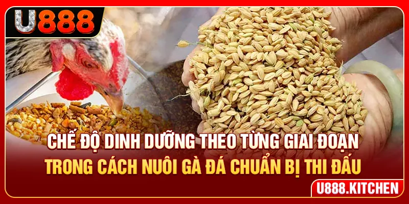 Chế độ dinh dưỡng theo từng giai đoạn trong cách nuôi gà đá chuẩn bị thi đấu