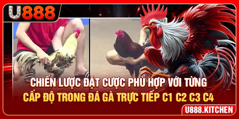 Chiến lược đặt cược phù hợp với từng cấp độ trong đá gà trực tiếp C1 C2 C3 C4