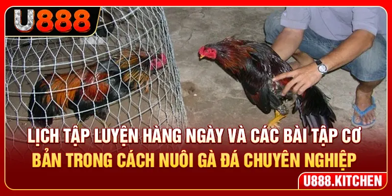 Lịch tập luyện hàng ngày và các bài tập cơ bản trong cách nuôi gà đá chuyên nghiệp