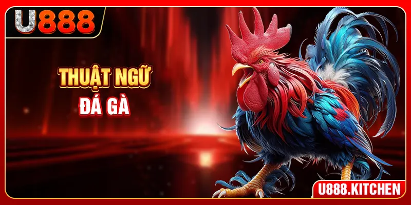 Thuật Ngữ Đá Gà - Từ Điển Thực Chiến Giải Mã Trận Đấu