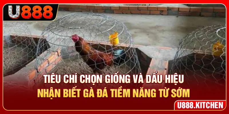 Tiêu chí chọn giống và dấu hiệu nhận biết gà đá tiềm năng từ sớm