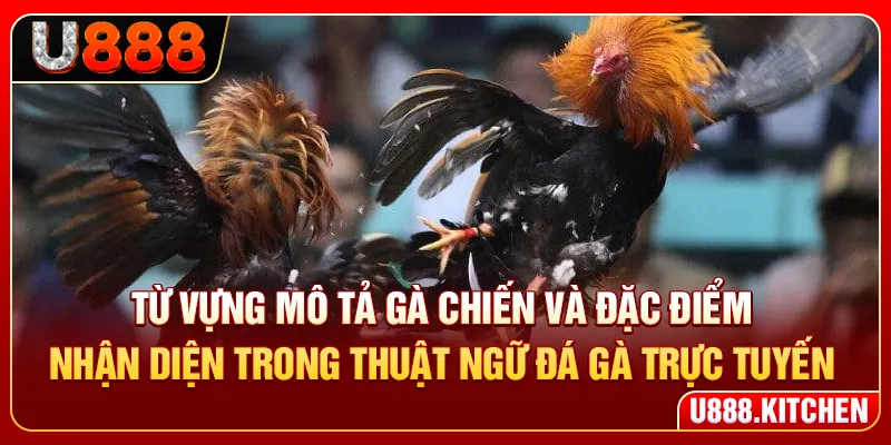Từ vựng mô tả gà chiến và đặc điểm nhận diện trong thuật ngữ đá gà trực tuyến