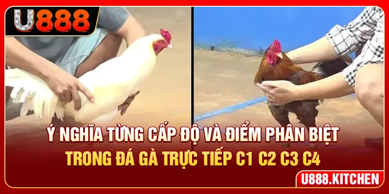 Ý nghĩa từng cấp độ và điểm phân biệt trong đá gà trực tiếp C1 C2 C3 C4