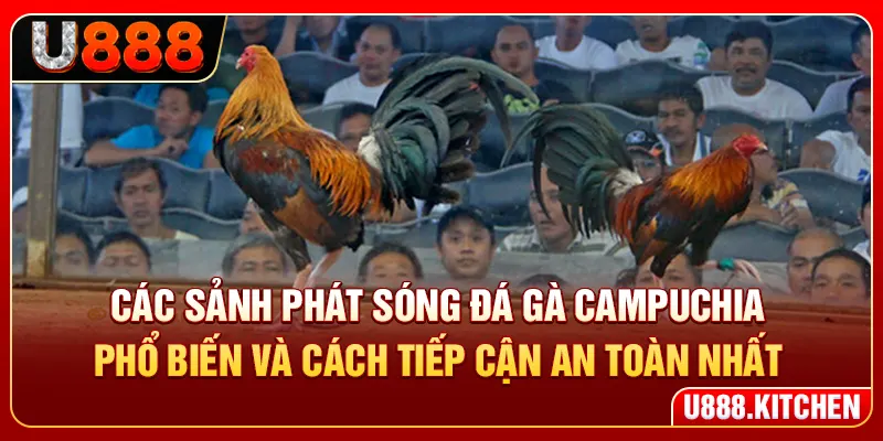 Các sảnh phát sóng đá gà Campuchia phổ biến và cách tiếp cận an toàn nhất