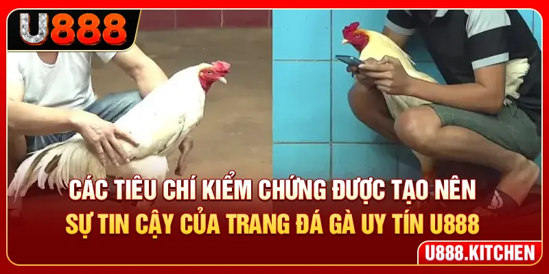 Các tiêu chí kiểm chứng được tạo nên sự tin cậy của trang đá gà uy tín U888