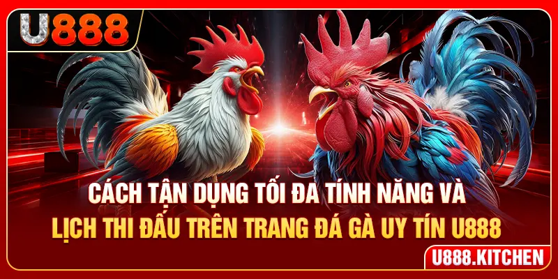 Cách tận dụng tối đa tính năng và lịch thi đấu trên trang đá gà uy tín U888