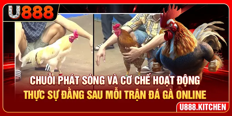 Chuỗi phát sóng và cơ chế hoạt động thực sự đằng sau mỗi trận đá gà online
