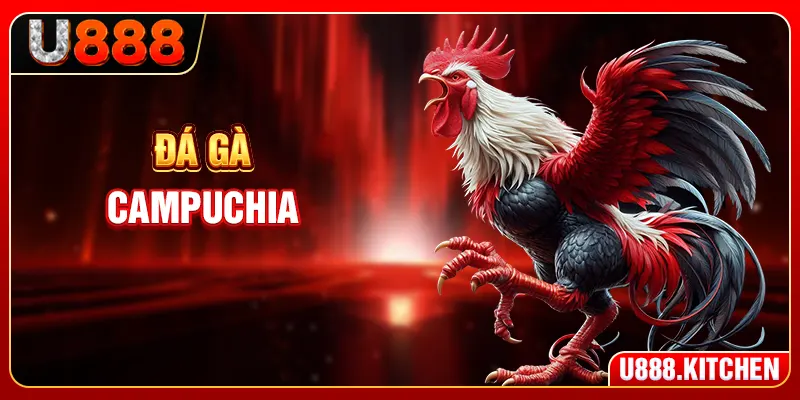 Đá Gà Campuchia - Sảnh SV388 Và Kinh Nghiệm Đặt Kèo Thực Tế