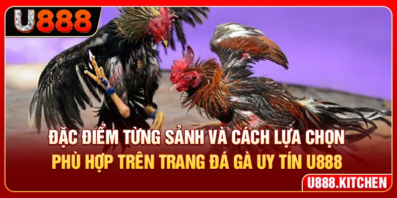 Đặc điểm từng sảnh và cách lựa chọn phù hợp trên trang đá gà uy tín U888