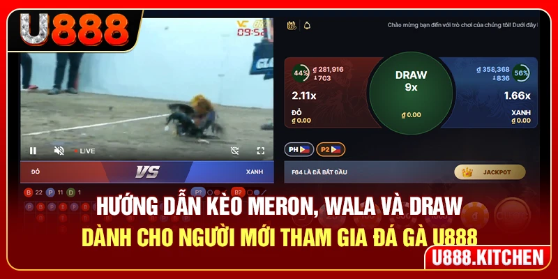 Hướng dẫn kèo Meron, Wala và Draw dành cho người mới tham gia đá gà U888