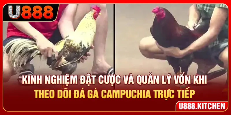 Kinh nghiệm đặt cược và quản lý vốn khi theo dõi đá gà Campuchia trực tiếp