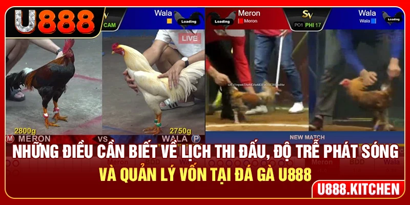 Những điều cần biết về lịch thi đấu, độ trễ phát sóng và quản lý vốn tại đá gà U888