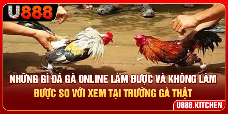 Những gì đá gà online làm được và không làm được so với xem tại trường gà thật