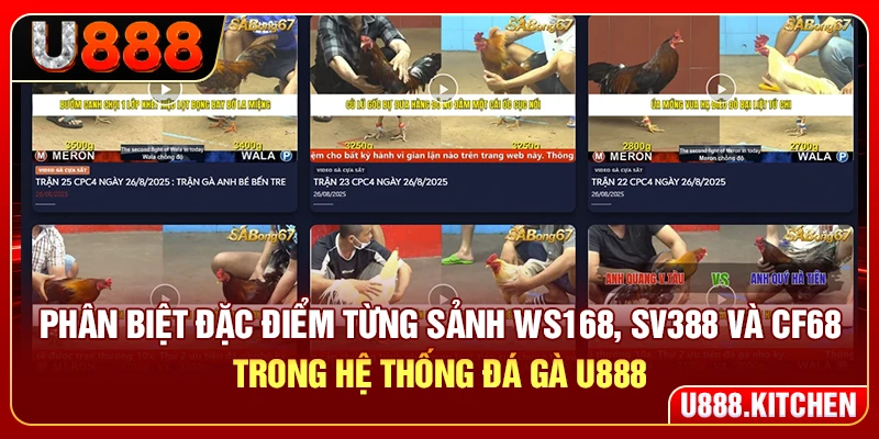 Phân biệt đặc điểm từng sảnh WS168, SV388 và CF68 trong hệ thống đá gà U888