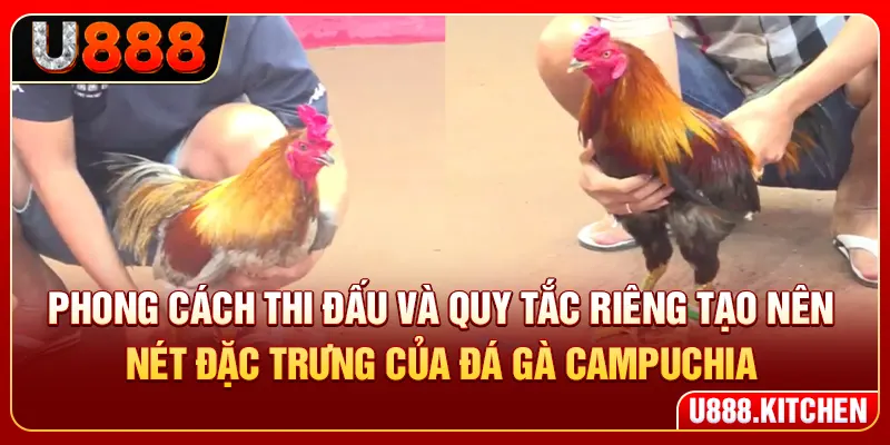 Phong cách thi đấu và quy tắc riêng tạo nên nét đặc trưng của đá gà Campuchia